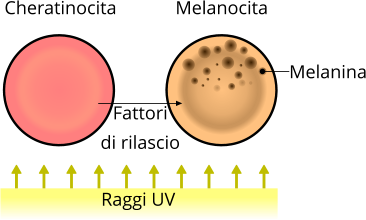 Raggi ultravioletti (UV) e produzione di melanina
